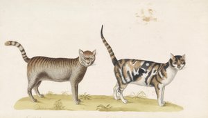 Wild Cat, House Cat
